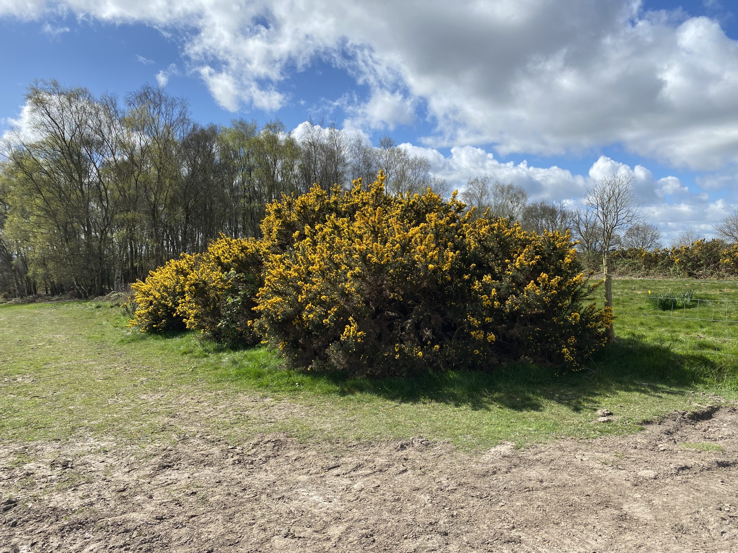 Sussex Gorse